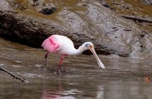 Half Day Tour Churute Mangroves and Bird Watching from Guayaquil