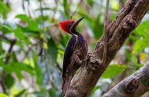 Half Day Tour Churute Mangroves and Bird Watching from Guayaquil