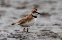 Half Day Tour Churute Mangroves and Bird Watching from Guayaquil