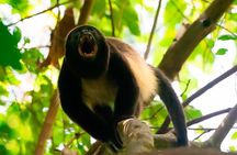 Half Day Tour Churute Mangroves and Bird Watching from Guayaquil