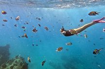 Kona Snorkeling Adventure Open Charter