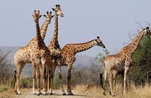 Big 5 Safari Aquila Game Reserve 