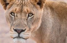 Big 5 Safari Aquila Game Reserve 