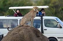 3 Days 2 Nights Maasai Mara Group Safari by 4WD From Nairobi
