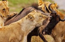 3 Days 2 Nights Maasai Mara Group Safari by 4WD From Nairobi