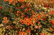 Kalbarri Wildflower Tour