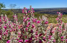 Kalbarri Wildflower Tour