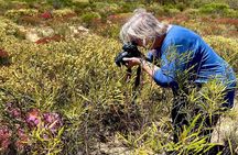 Kalbarri Wildflower Tour