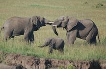 3 day Maasai Mara Small Group Safari in a 4 x4 Land Cruiser Jeep