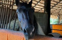 Horseback Riding and Taíno Cave Exploration 