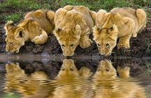 Discover the World's Latest Updates on 2 day Tanzania Safari Tour