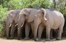 Discover the World's Latest Updates on 2 day Tanzania Safari Tour