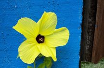 Medicinal and Edible Plant Class at Hidden Jungle Beach House