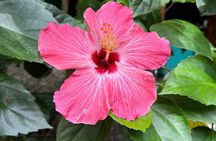 Medicinal and Edible Plant Class at Hidden Jungle Beach House