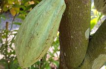 Medicinal and Edible Plant Class at Hidden Jungle Beach House