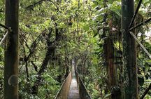 Rainforest-sloths-frogs-hanging toast-mud bath-hotspring