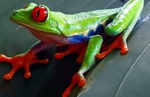Rainforest-sloths-frogs-mud bath-hotspring