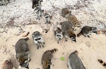 Raccoon Island in a Private Boat Tour