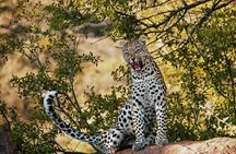Aquila Game Reserve Sunset Safari 