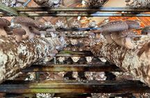 Private Daytrip for Truffle Mushroom Foraging and Wine Tasting