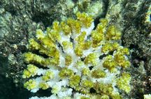 Scuba Diving , Snorkeling , and Swimming in Jeddah 