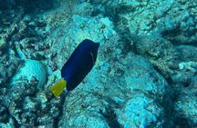 Scuba Diving , Snorkeling , and Swimming in Jeddah 