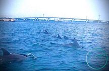 2 Hour Shell Island Jet Ski Dolphin Tour