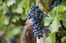 Long Island Wine Tour North Fork Sights Bites Flights Half Day AM