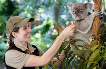 Private Shore Excursions with Lone Pine Koala Sanctuary Visit