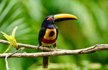 Manuel Antonio Esquipulas Birdwatching Tour