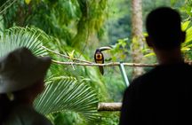 Manuel Antonio Esquipulas Birdwatching Tour