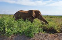Day Tour to Amboseli National Park