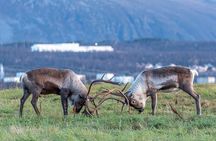 Tromsø: Kvaløya & Sommarøy Guided Tour