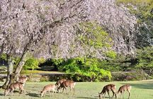 Kyoto Day Tour to Arashiyama, Fushimi Inari and Nara Deer Park