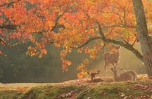 Kyoto and Nara Day Tour with Wagyu “Kobe Beef” lunch: From Kyoto