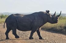 Nairobi National Park Half-day Game Drive 