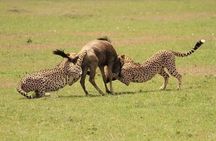 Nairobi National Park Half-day Game Drive 