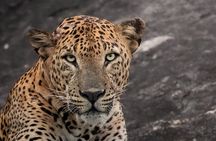 Half Day trip in Yala National Park