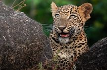 Half Day trip in Yala National Park