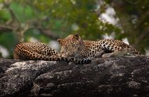 Half Day trip in Yala National Park