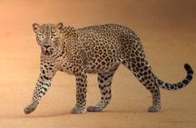 Half Day trip in Yala National Park