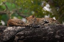 Yala National Park Full Day Safari Tour