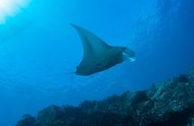 Private Niihau Scuba Charter with 2 or 3 Tank Dive Option