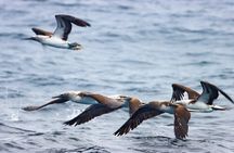 Whales Sea Lions and Snorkeling Experience from Puerto López