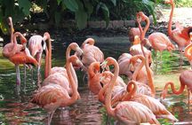 Private Transportation Brazilian Falls and Bird Park