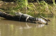 Wildlife Life Private Tour