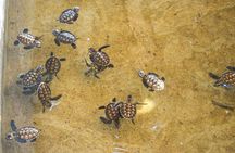 Vanuatu Cultural Village, Waterfalls, Turtles and Blue Lagoon