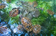 Vanuatu Cultural Village, Waterfalls, Turtles and Blue Lagoon