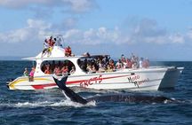  Whale Watching and Waterfalls in Samana Province