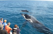  Whale Watching and Waterfalls in Samana Province